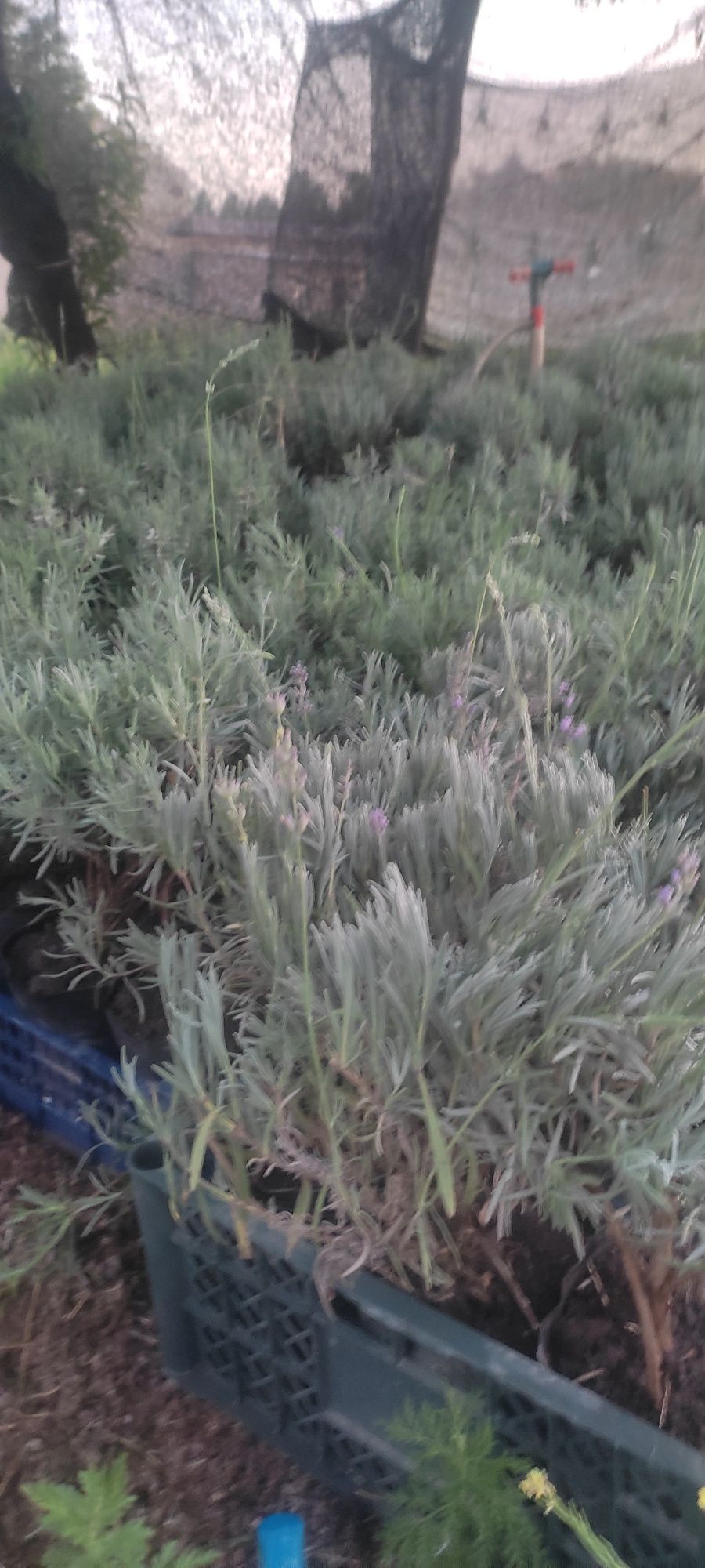 Lavanda angustifolia Лаванда