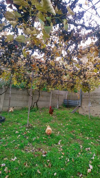 Struguri de vânzare