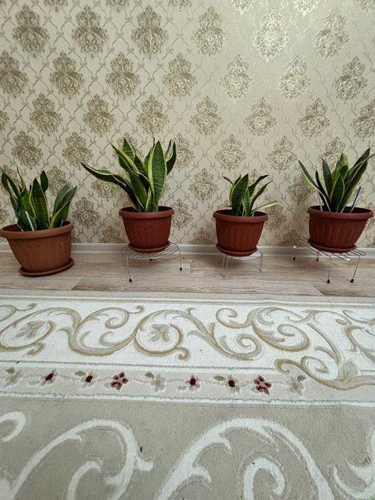 Комнатные растения цветы Сансевиерия и Драцена по 4000тг