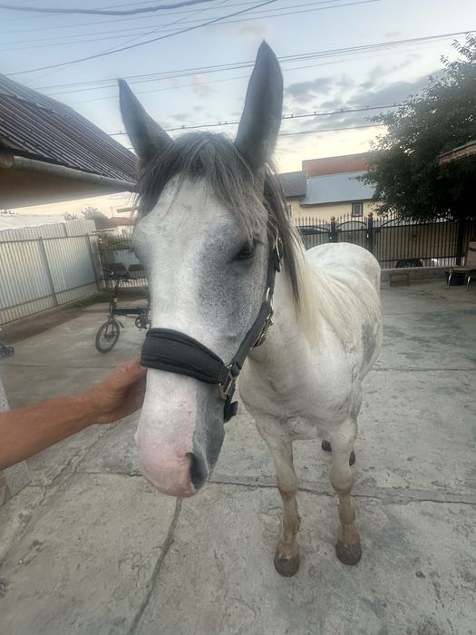 De vanzare cal de RASA PINTO HORSE