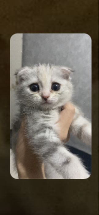 Котенок девочка вислоухая шотланка