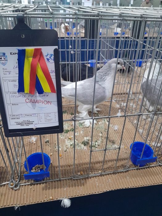 Porumbeii  Texani  si lahore