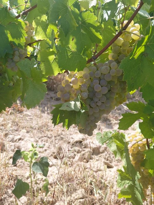Struguri de vin toate soiurile