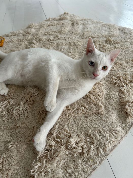 Подарявам мъжко коте с разноцветни очи