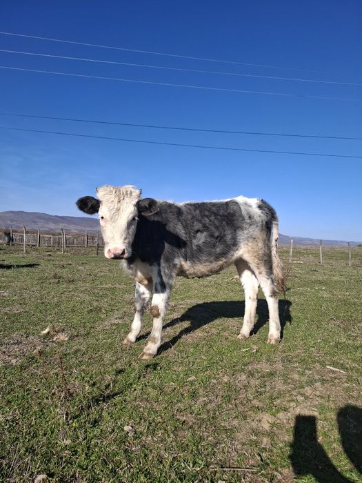 Vaca și vitea de vânzare