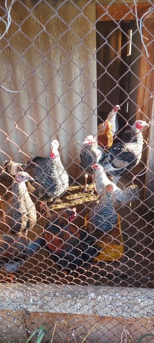 Домашние индюки в г.Аску