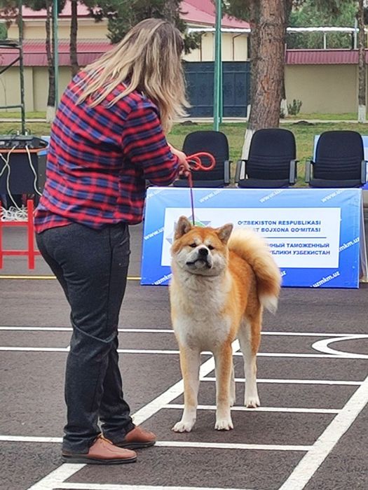 Японская Акита Ину (сука)