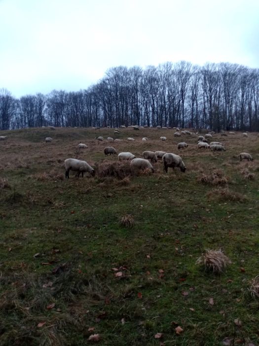 Oi suffolk de vanzare