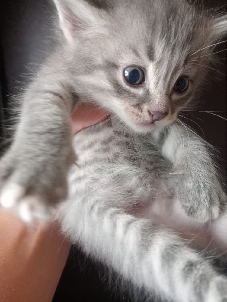 Котята , бесплатно
