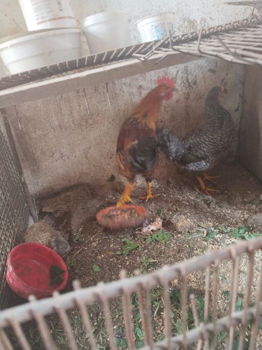 Продам курицу и петуха домашние