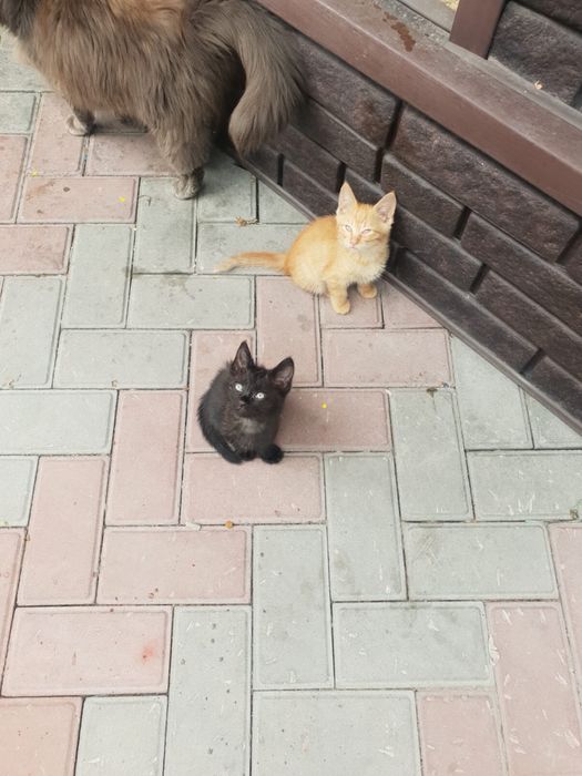 Отдам котят в добрые руки