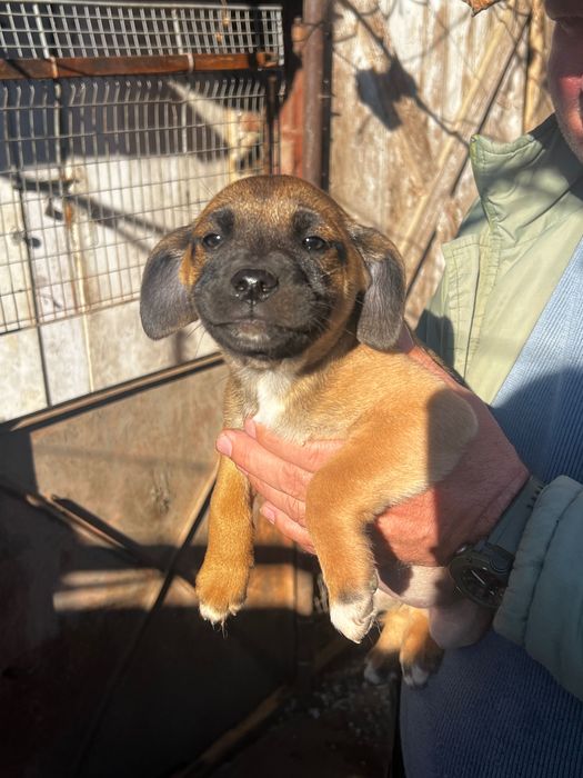 Dam spre adoptie 3 fetite de talie medie