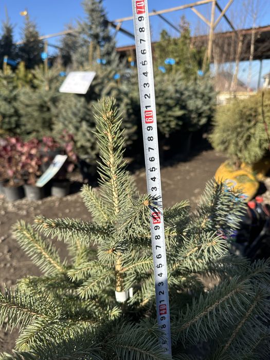 Голубая Ель. Голубой Ель. Елка