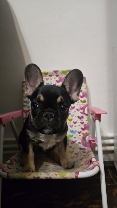 Vand Bulldog Francez