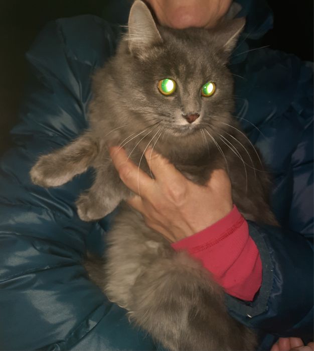 Котик, ищет себе дом