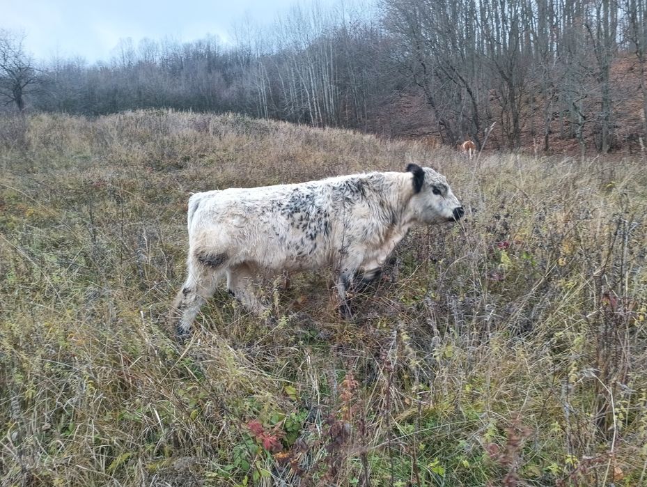 Vand taur rasa de carne gallowei