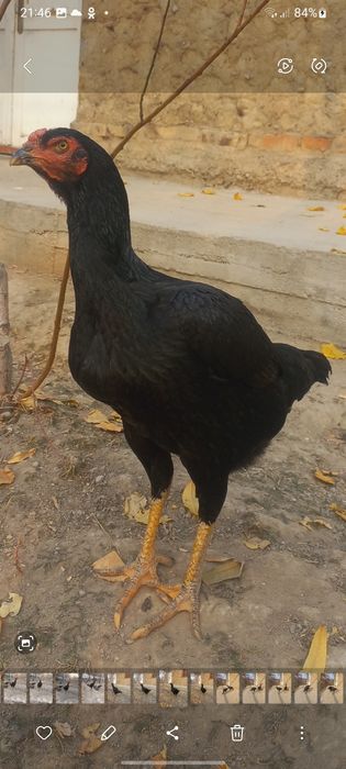 дакканг жужалари сотилади макиён тухумлаябди жужаларни ота онаси нархи