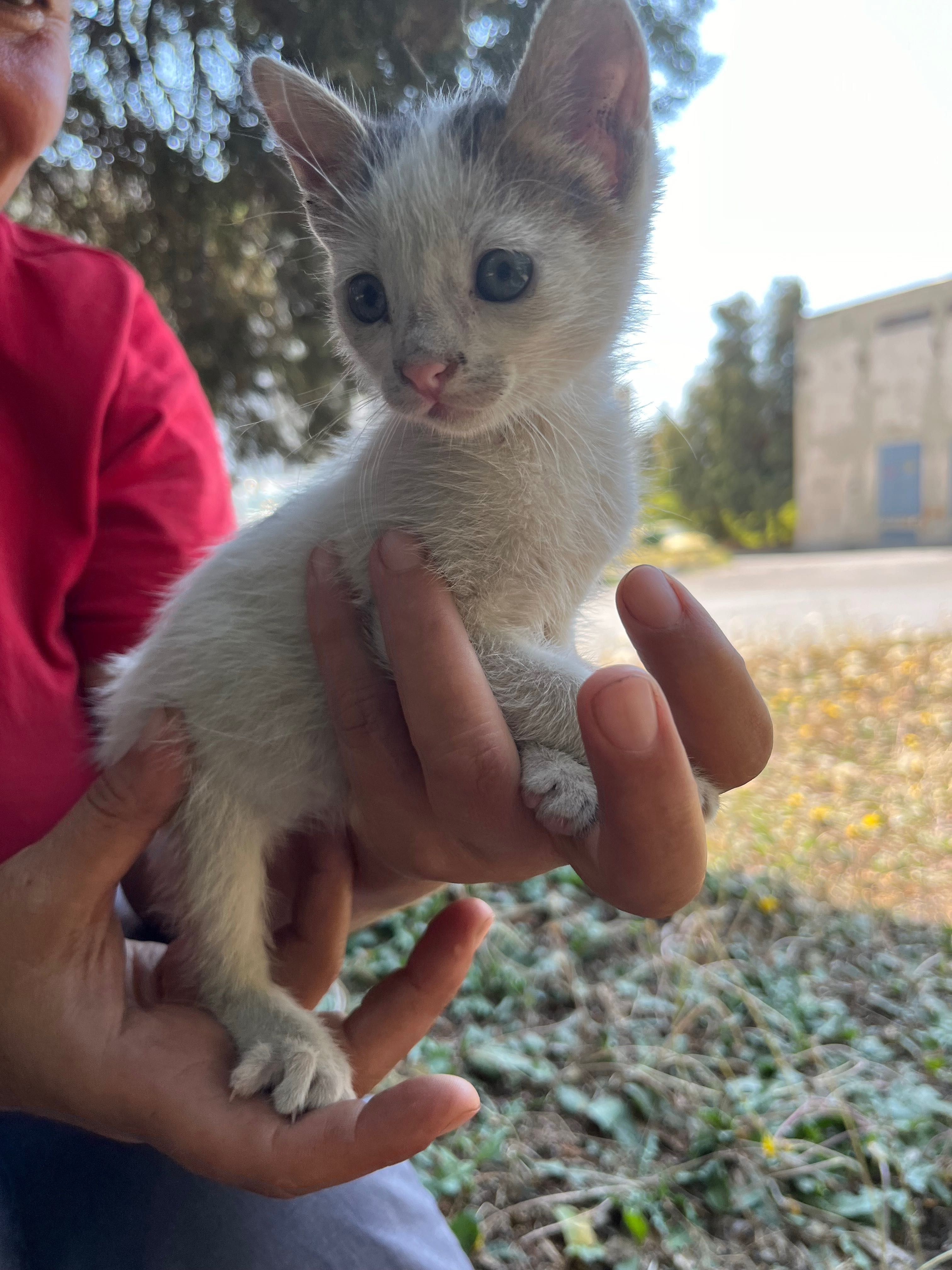 Подарявам котета