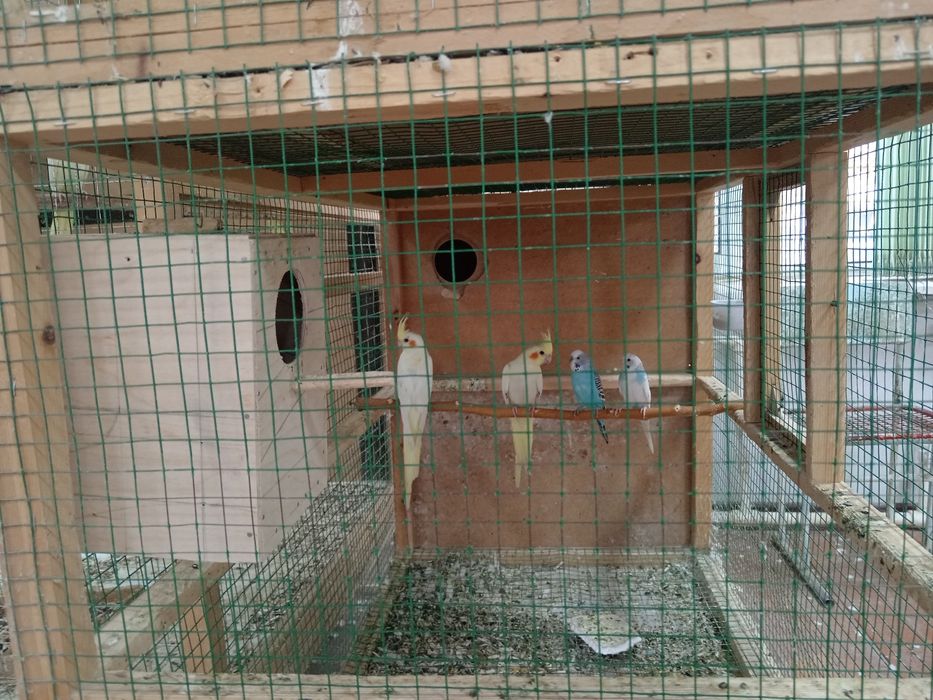 Папугай карелла Продам