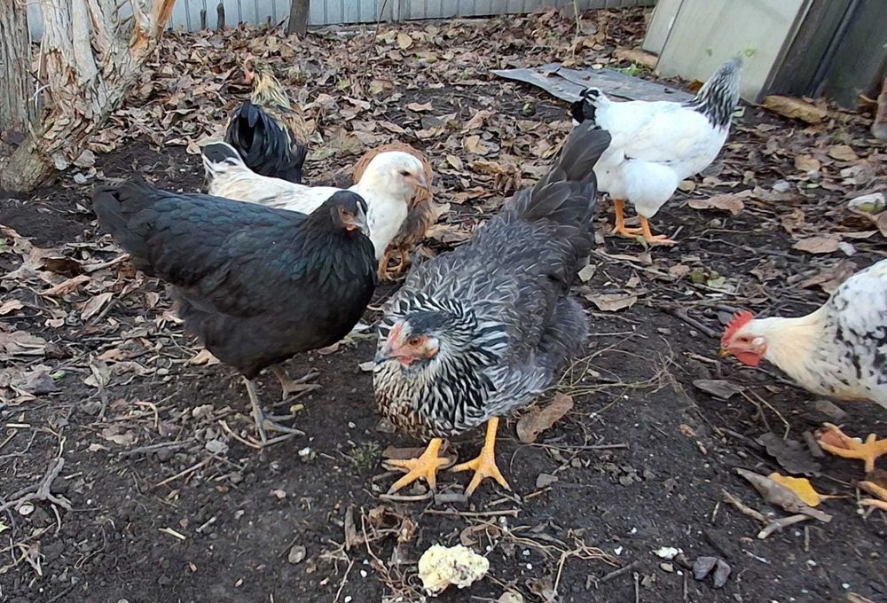 Puicute si cocosi tineri, de casa