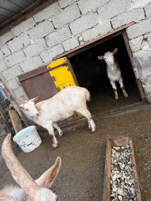 Vând 2 Capre si 2 țapi