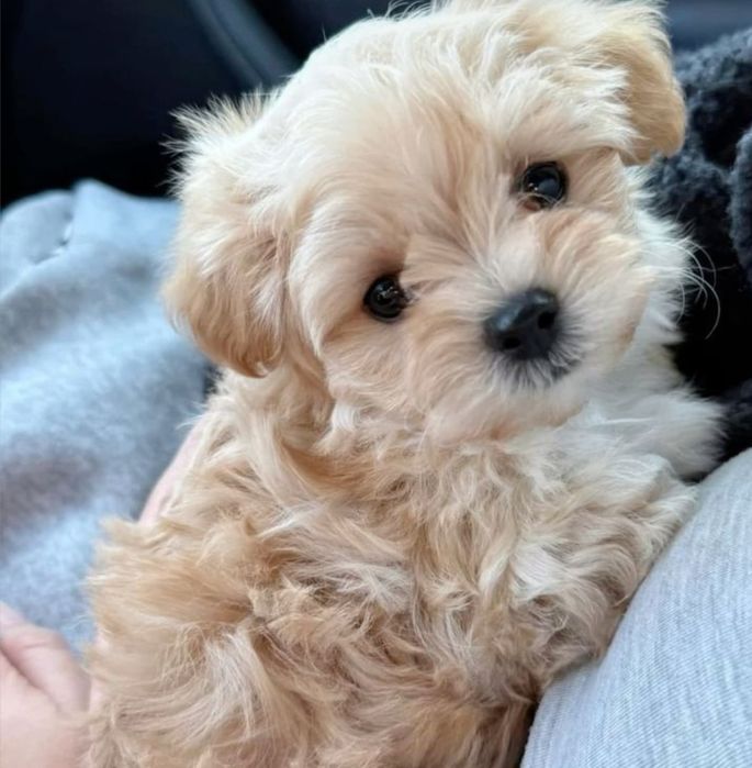 Maltipoo  Apricot