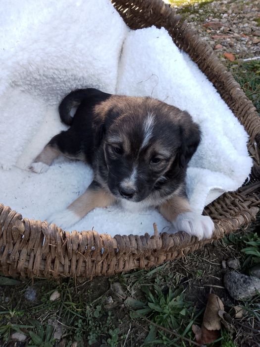 Подарявам кученца