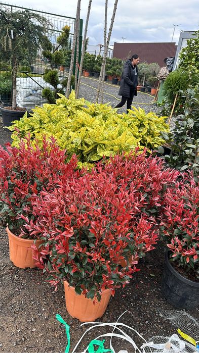 Plante ornamentale pentru spati verzi gradina terase etc