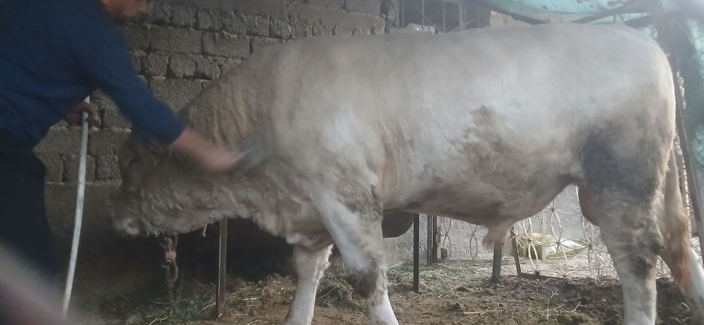 Buqa sotiladi yeb ichishi zoʻr