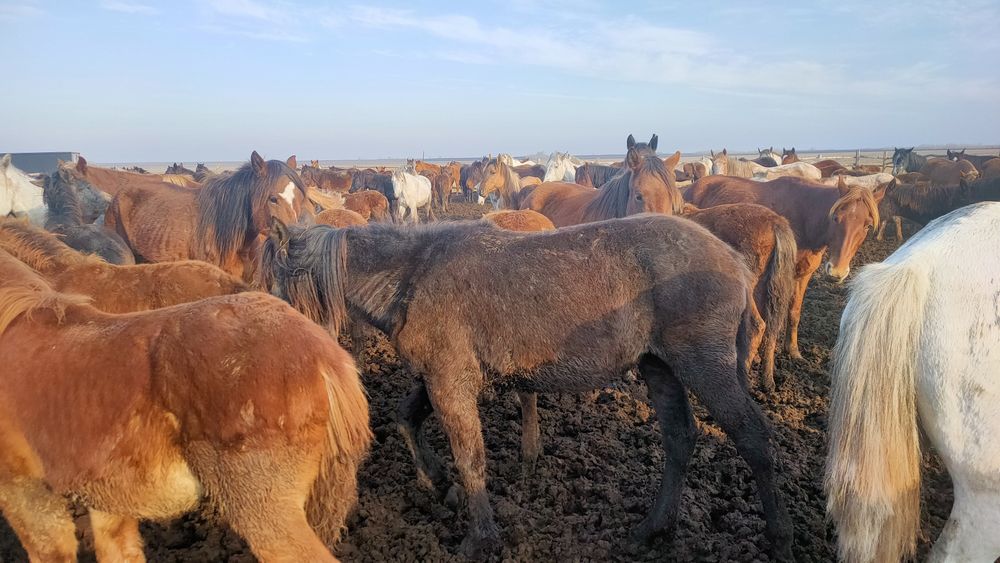 Продам жеребчика, кобылу с же ребенком