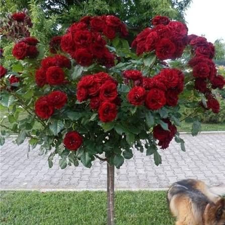 Pomi Ornamentali  trandafiri  de tip pomisor