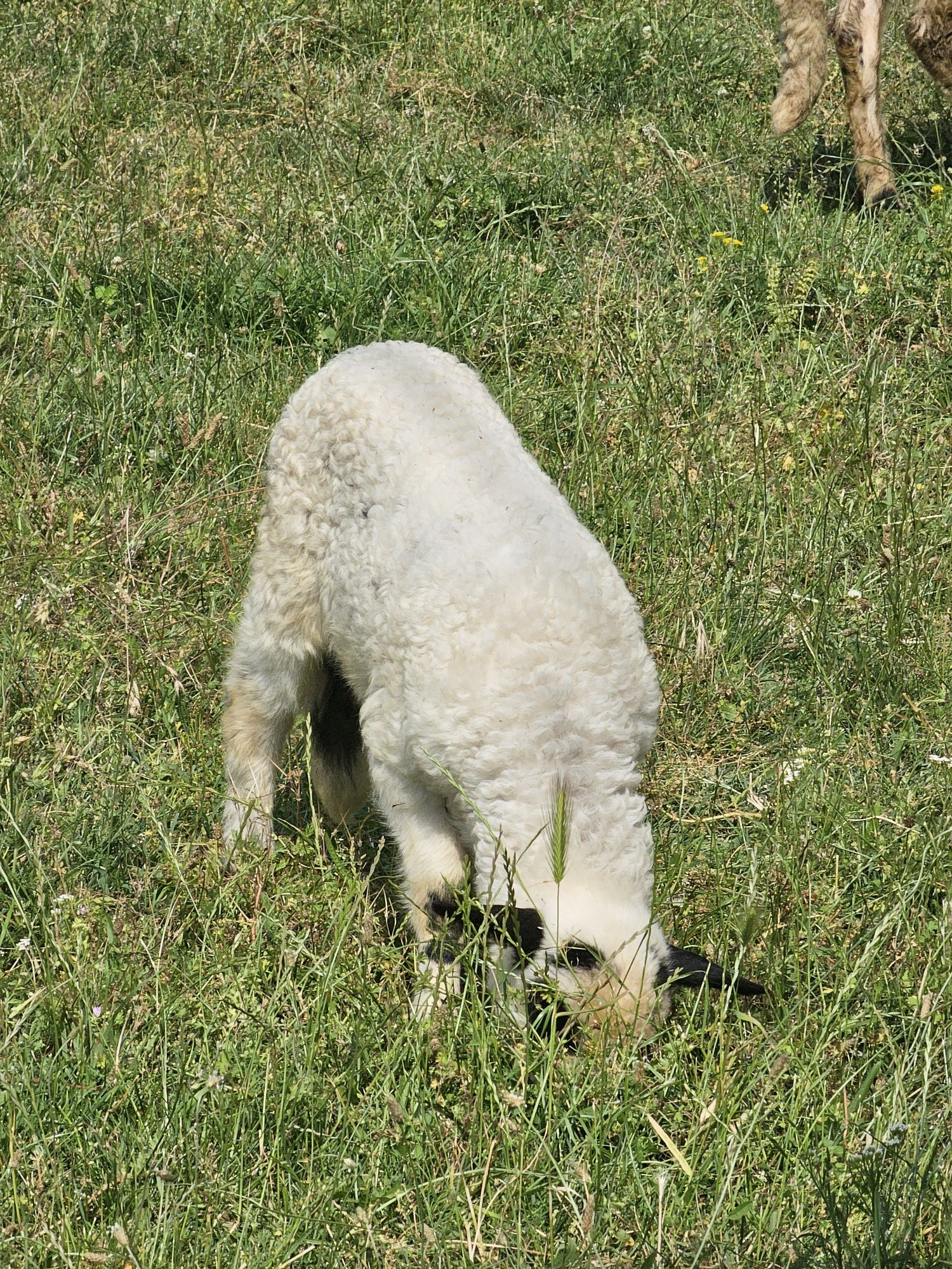 Vând miei intre 20 si 35 de kg