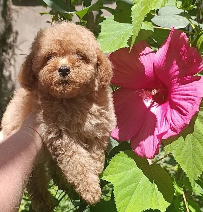 Продаются щенки карликового пуделя