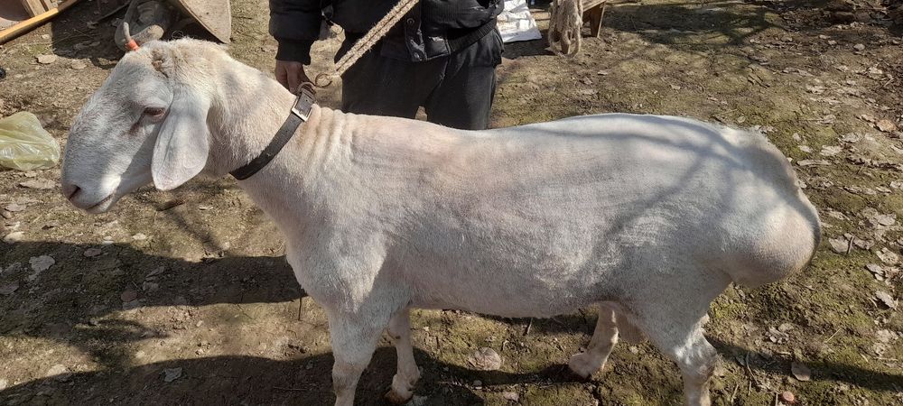 Arashan qochqor zotga sotiladi