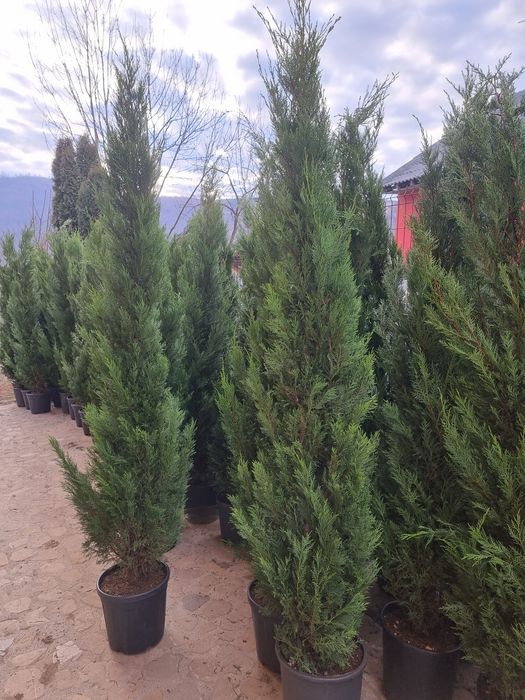 Leylandii gard viu / Platani /Mesteacăn alb