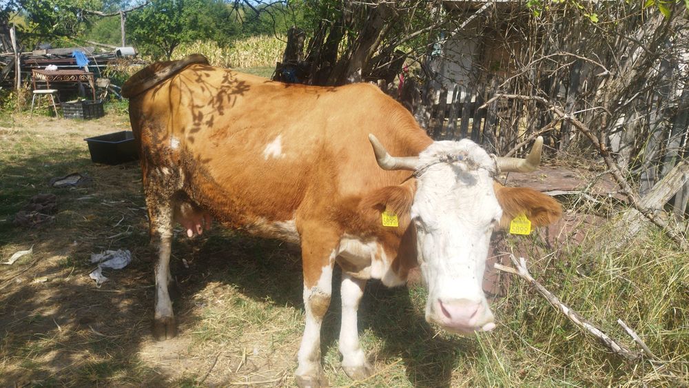 Vaca de vanzare baltata