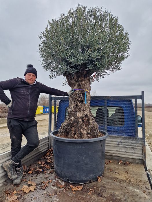 Vând maslin maslin mare