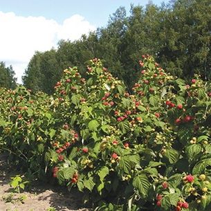 Разсад ягоди и манини
