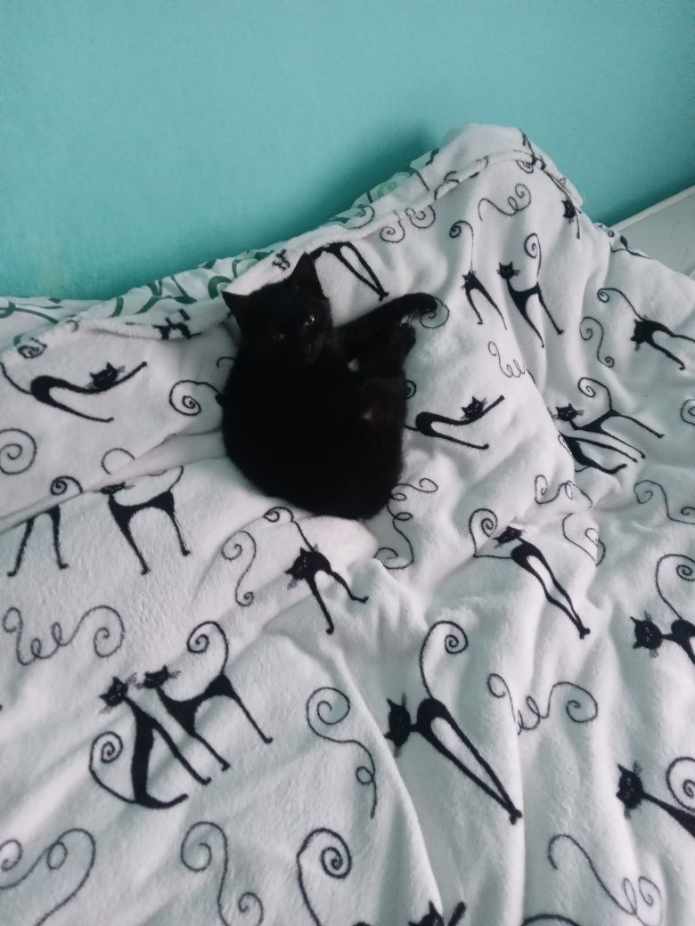 Отдам        кота