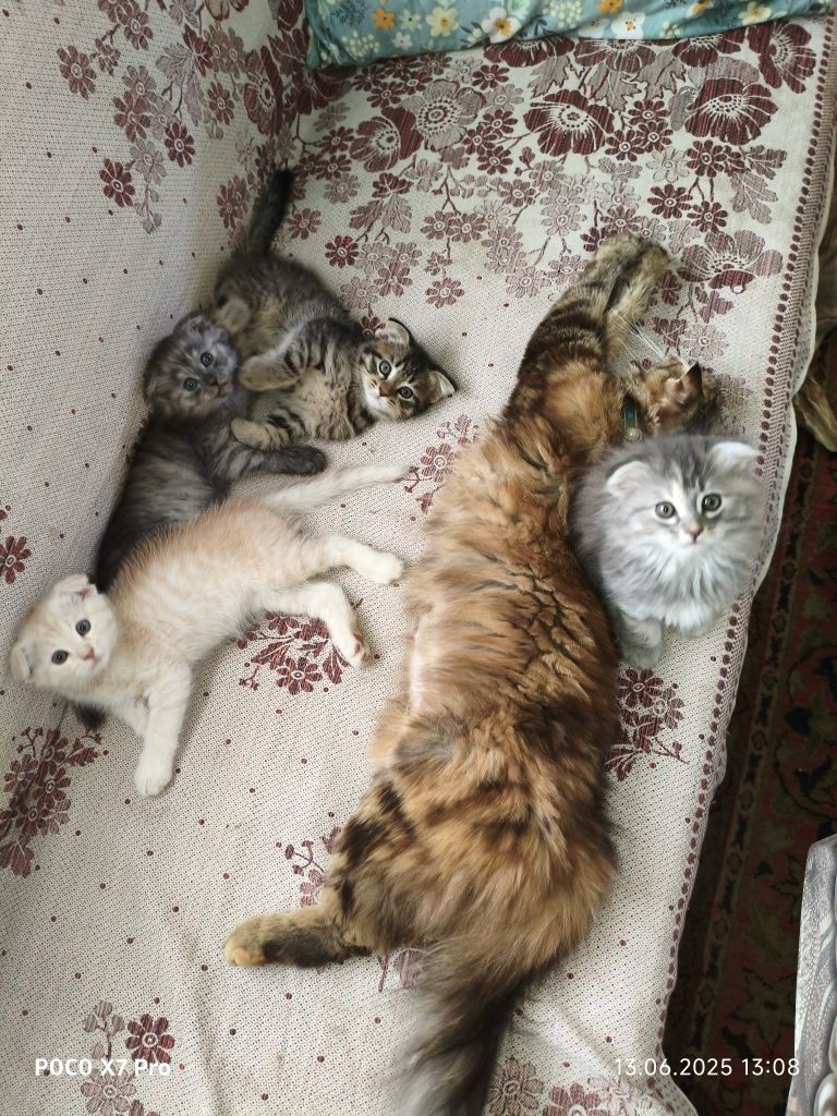 Продаётся скоттиш-фолд
