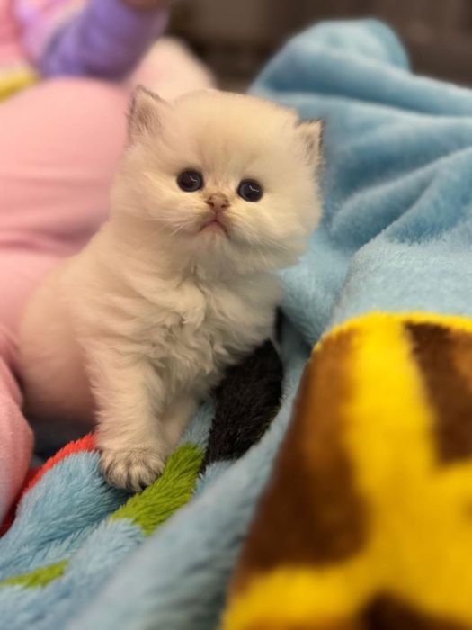 Britanskiy color point