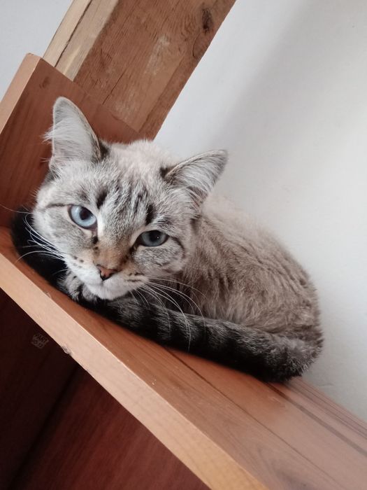 Срочно отдам кошку в добрые руки