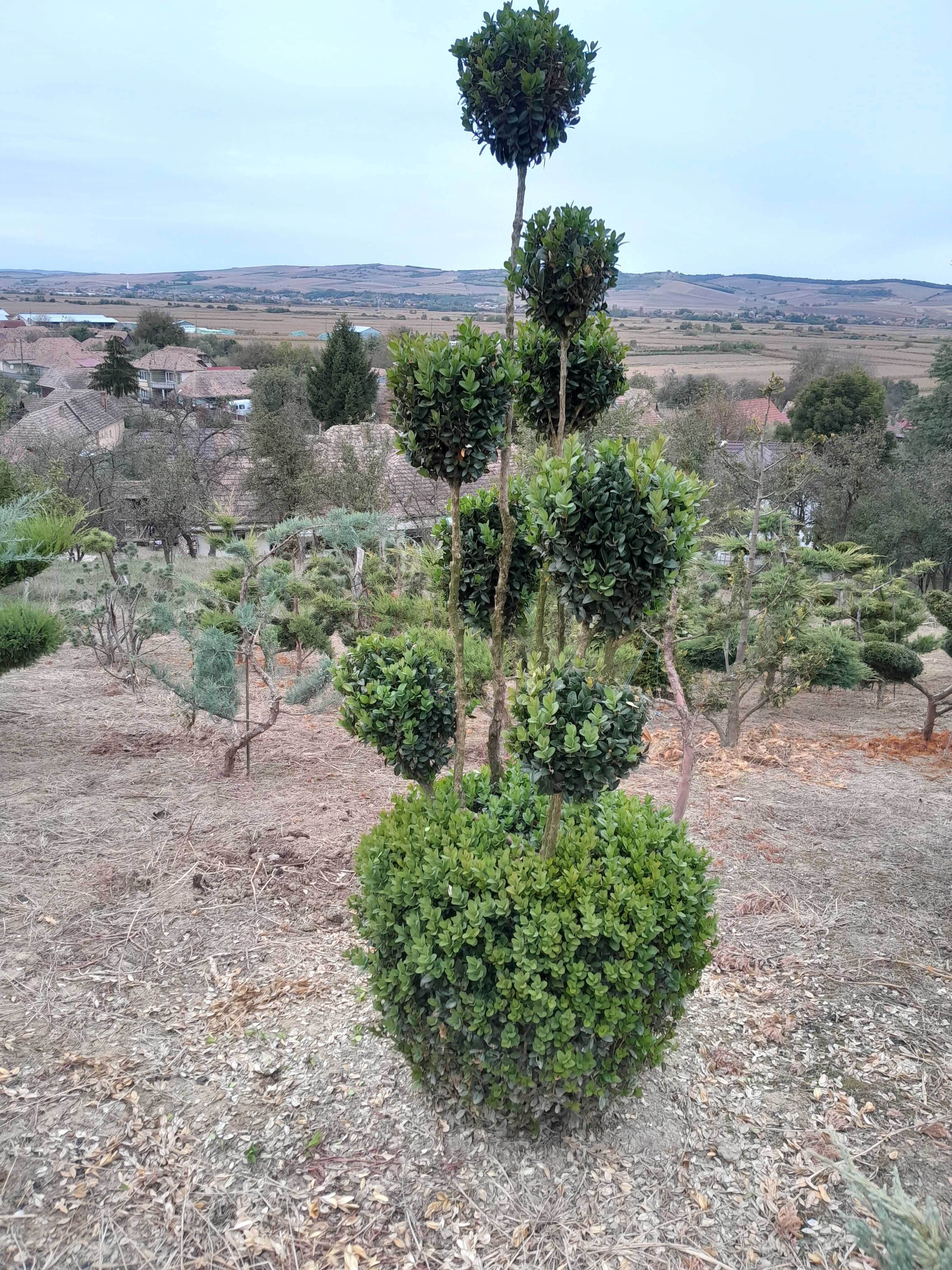 Buxus ṣi taxus pom-pom