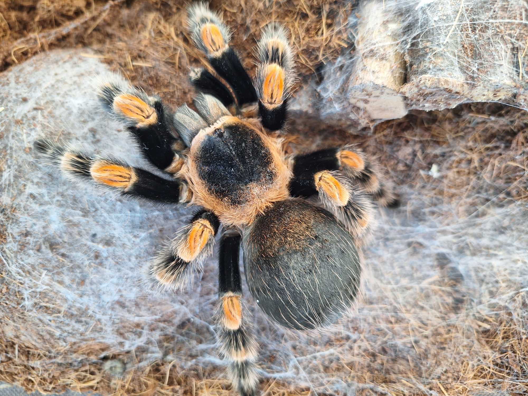 Tarantula brachypelma hamorii famela adulta 7 ani +terariu+hrana