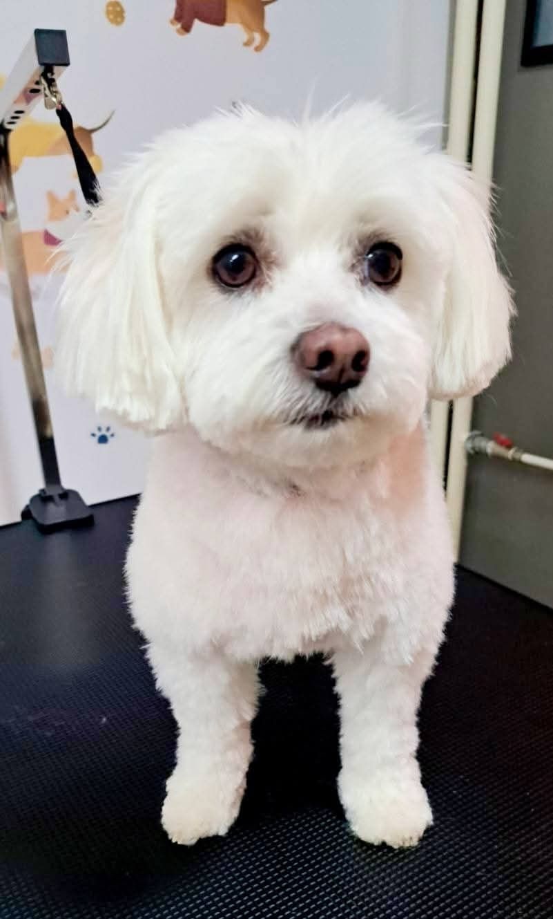 Frizerie coafura canina