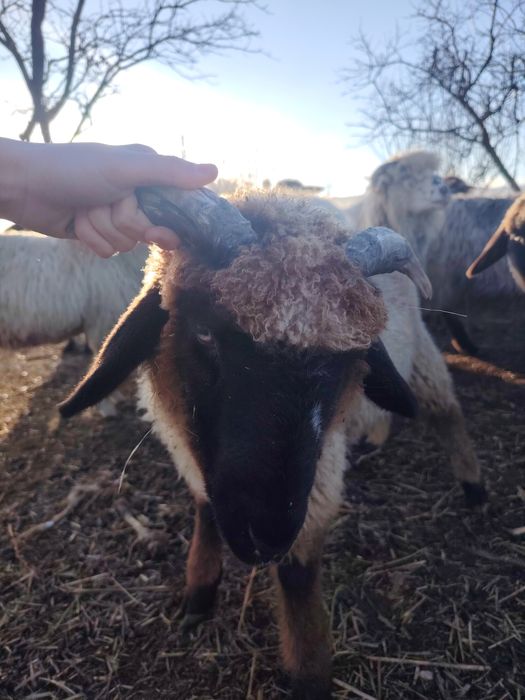 Berbecuti de vânzare și un mior