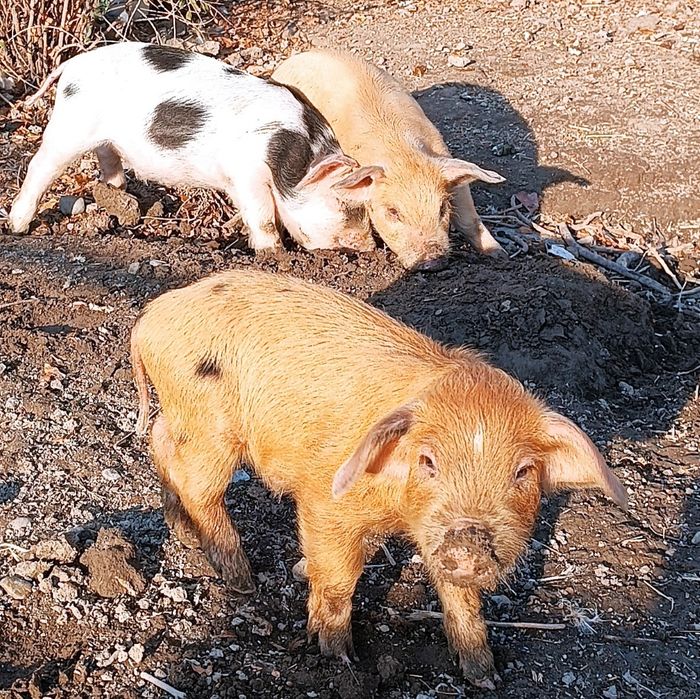 Продаются поросята