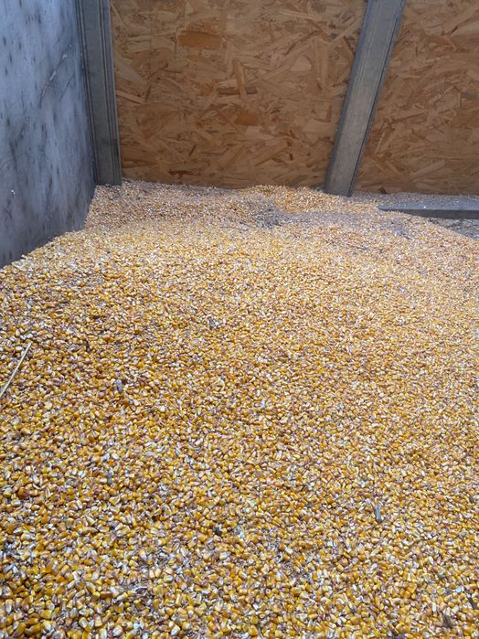 Vând porumb recoltă 2025