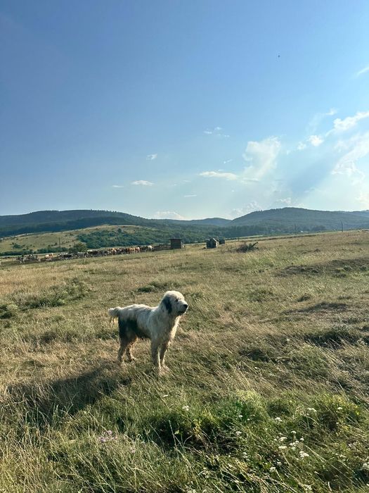 Teren Vânătorii Neamț