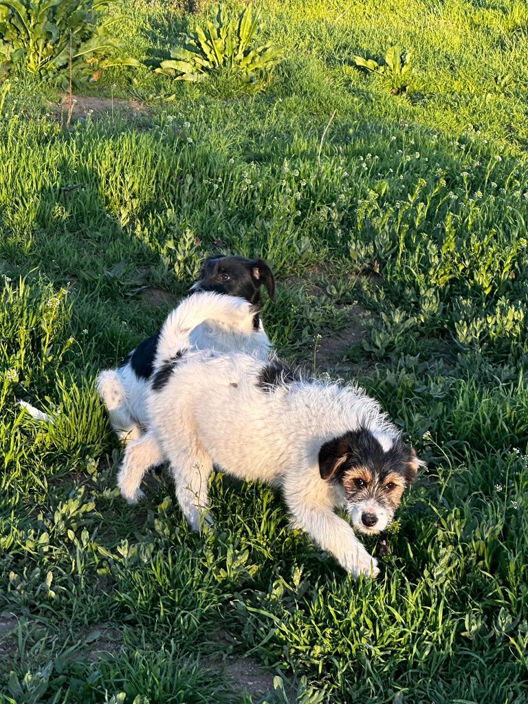 Donez pui cățel 4 luni